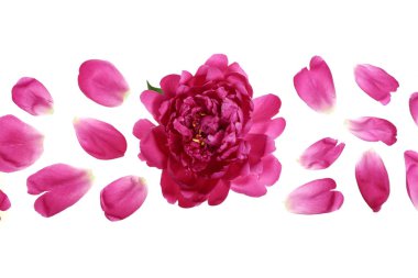 kopya alanı metniniz için beyaz zemin üzerine izole pembe şakayık çiçeği. Üstten görünüm. Düz yatıyordu desen