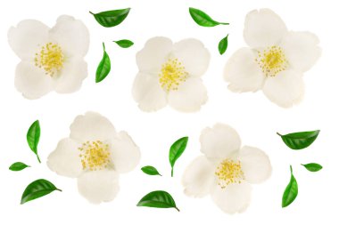 Yasemin çiçeği beyaz arka plan closeup izole