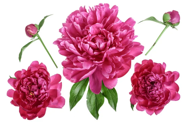 Fiore di peonia rosa isolato su sfondo bianco da vicino — Foto Stock