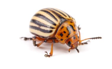 Colorado Patates böceği beyaz zemin üzerine izole