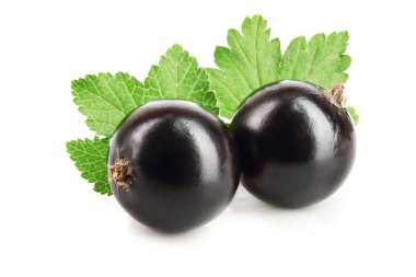 Beyaz arka plan üzerinde izole yaprak iki Siyah frenk üzümü
