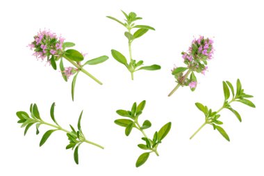 Beyaz arka plan üzerinde izole taze kekik baharat