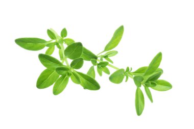 Beyaz arka plan üzerinde izole taze kekik baharat