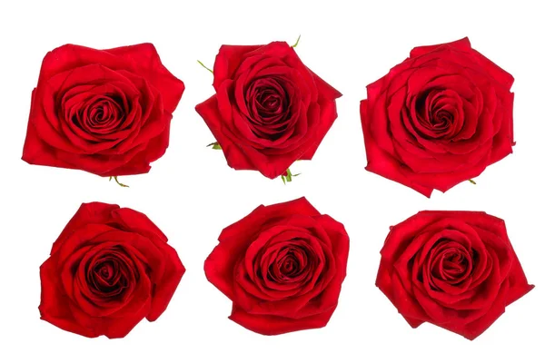 Beautiful red rose isolated on white background. Set or collection — Stock Photo, Image