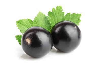 Beyaz arka plan üzerinde izole yaprak iki Siyah frenk üzümü