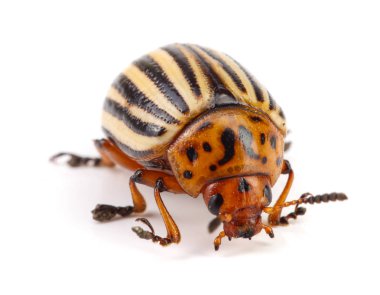 Colorado Potato Beetle isolated on white background clipart