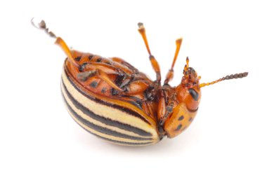 Colorado patates böceği Arkadaki beyaz arka plan üzerinde izole yalan