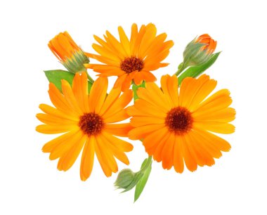 Calendula. Beyaz arka plan üzerinde izole kadife çiçeği çiçek