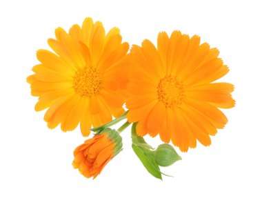 Calendula. Beyaz arka plan üzerinde izole kadife çiçeği çiçek