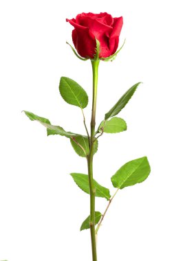 Beyaz arkaplanda izole edilmiş güzel kırmızı gül