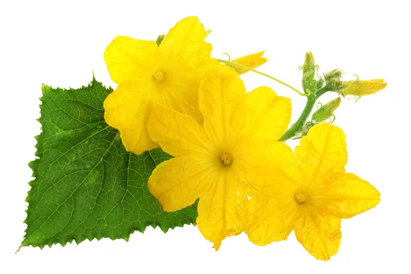 Cucumber flower with leaf isolated on white background — Stock Photo, Image