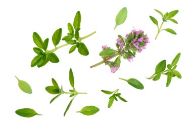 Beyaz arka plan üzerinde izole taze kekik baharat