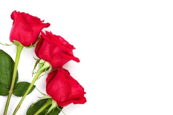 Beautiful red rose with leaves isolated on white background with copy space for your text. Top view. Flat lay pattern — Stock Photo, Image