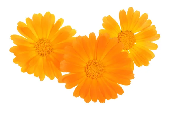 Calendula. Marigold flower isolated on white background — Stock Photo, Image