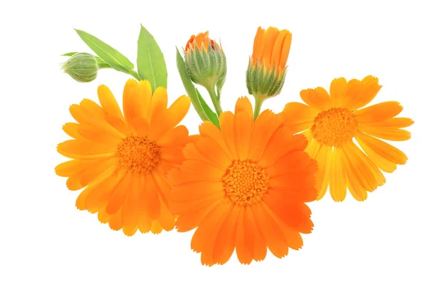 Ringelblume. Ringelblume Blume isoliert auf weißem Hintergrund — Stockfoto