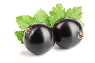 Beyaz arka plan üzerinde izole yaprak iki Siyah frenk üzümü