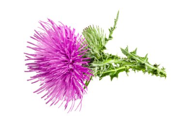 Beyaz arka plan makro'izole süt thistle çiçek