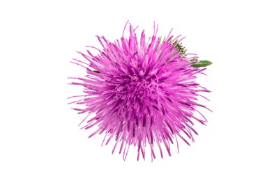 Beyaz arka plan makro'izole süt thistle çiçek