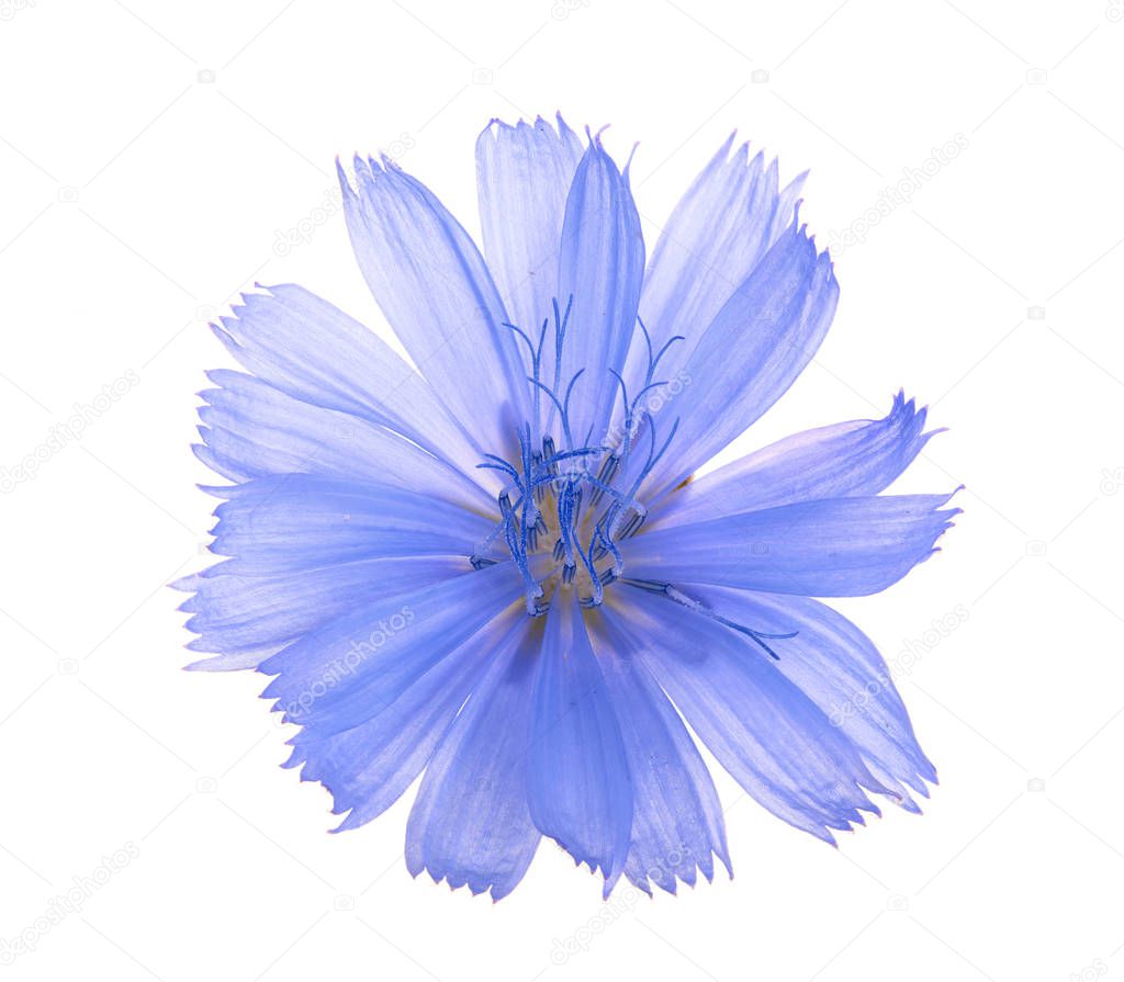 Chicory flower isolated on white background macro without a shadow.
