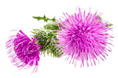 Beyaz arka plan makro'izole süt thistle çiçek