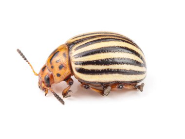 Colorado Patates böceği beyaz zemin üzerine izole