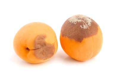 Beyaz arka plan closeup izole çürük kayısı