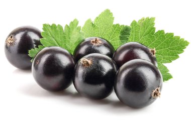 Beyaz zemin üzerinde yaprak izole siyah frenk üzümü