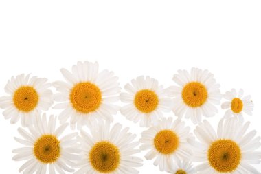 papatya veya kopya alanı metniniz için beyaz zemin üzerine izole papatya. Üstten görünüm. Düz yatıyordu