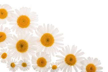 papatya veya kopya alanı metniniz için beyaz zemin üzerine izole papatya. Üstten görünüm. Düz yatıyordu