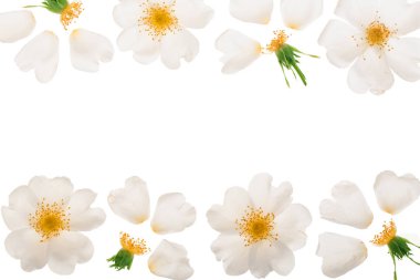 Kopya alanı metniniz için beyaz zemin üzerine izole Kuşburnu çiçek