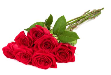 Beyaz arkaplanda izole edilmiş güzel kırmızı gül