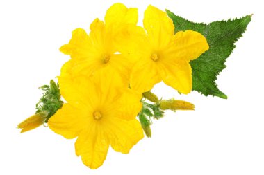 Salatalık çiçek yaprak beyaz arka plan üzerinde izole