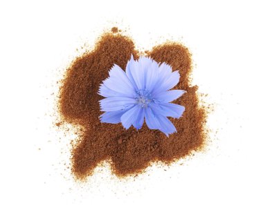 hindiba çiçek ve anlık hindiba beyaz bir arka plan üzerinde izole toz. Cichorium intybus