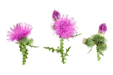 süt thistle çiçek beyaz arka plan üzerinde izole. Üstten görünüm. Düz yatıyordu desen