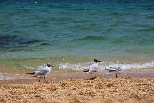 Mantello marino con gabbiani che volano sulla spiaggia dorata — Foto Stock