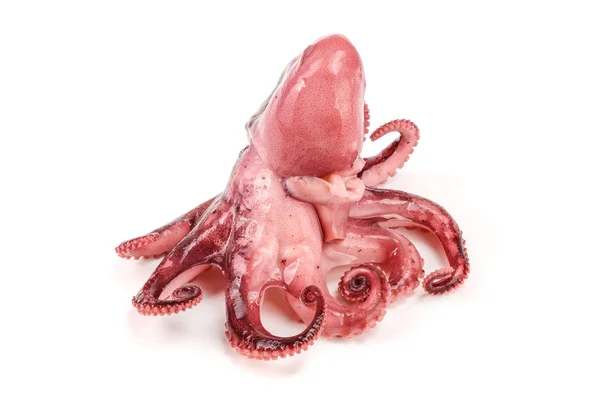 Malé chobotnice izolovaných na bílém pozadí. Detailní záběr — Stock fotografie