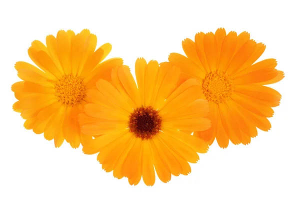 Calendula. Marigold flower isolated on white background — Stock Photo, Image