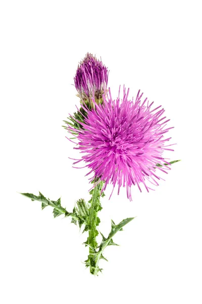 Flor de cardo mariano aislada sobre fondo blanco macro — Foto de Stock