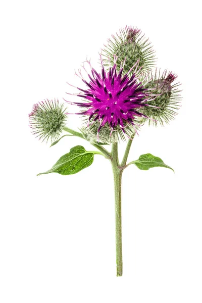 Burdock flower isolated on white background. Medicinal plant: Arctium — Stock Photo, Image