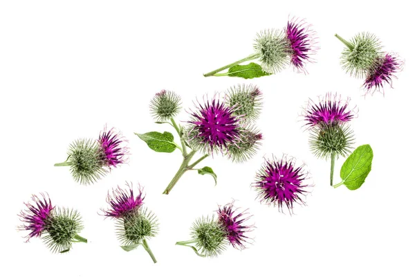 우 엉 꽃 복사 공간 텍스트와 흰색 배경에 고립. 약용 식물: Arctium. 최고의 볼 수 있습니다. 평면 위치 패턴 — 스톡 사진