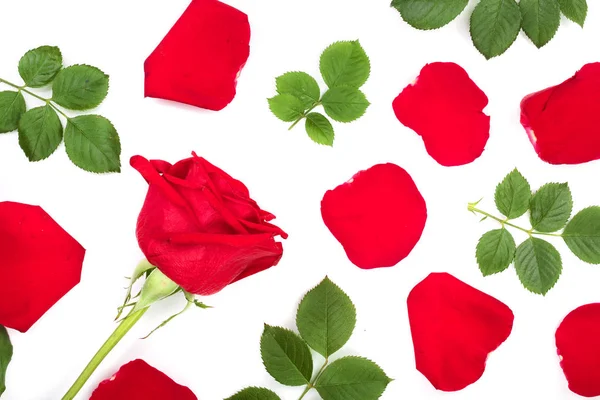 Gyönyörű piros rózsa, levelek és szirmok elszigetelt fehér background. Felülnézet. Lapos laikus mintát — Stock Fotó