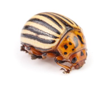 Colorado Patates böceği beyaz zemin üzerine izole