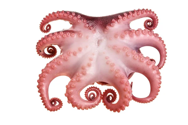 Malé chobotnice izolovaných na bílém pozadí. Detailní záběr — Stock fotografie