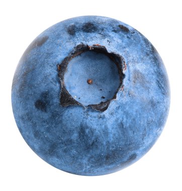 Beyaz arka planda tek taze yaban mersini.