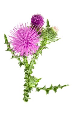 Beyaz arka plan makro'izole süt thistle çiçek