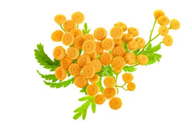 beyaz bir arka plan üzerinde izole yaprak ile solucan otu. Üstten görünüm. Tıbbi bitki