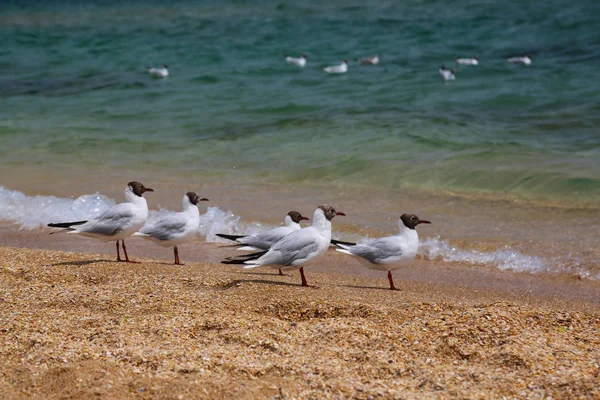 Морской пейзаж с чайками, летающими на золотом пляже — стоковое фото