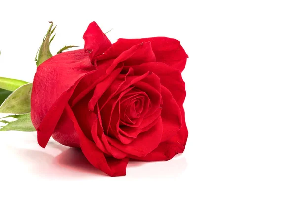 Bela rosa vermelha isolada no fundo branco — Fotografia de Stock