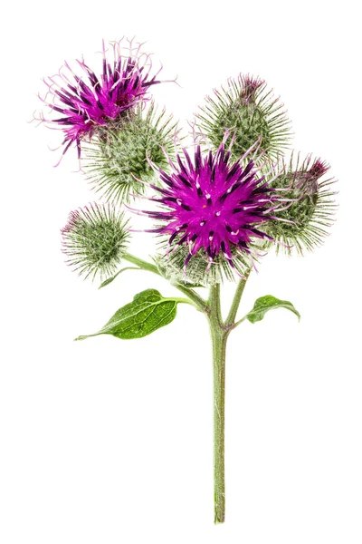 Fiore di bardana isolato su sfondo bianco. Pianta medicinale: Arctium — Foto Stock