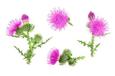 süt thistle çiçek beyaz arka plan üzerinde izole. Üstten görünüm. Düz yatıyordu desen
